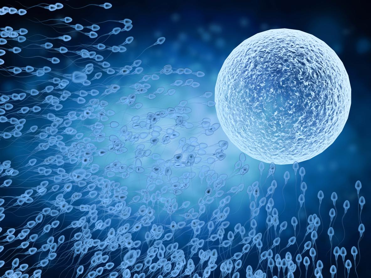 Des récepteurs sur les cellules utérines impliqués dans le choix des spermatozoïdes