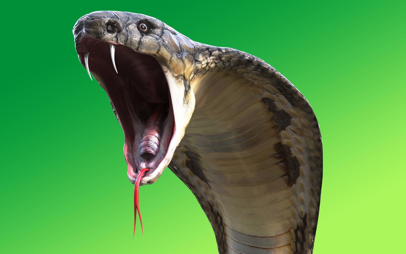 Un touriste a failli perdre son pénis et ses testicules suite à la morsure d’un cobra