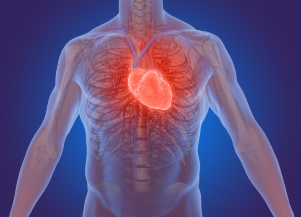 Crise cardiaque : découverte d’une protéine capable de réparer les dommages du cœur 