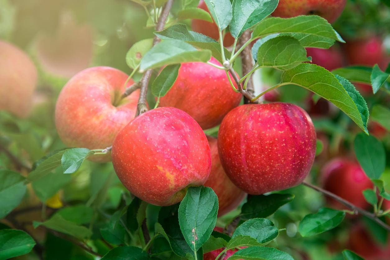 Perte de poids : misez sur ce délicieux fruit d'automne tous les jours