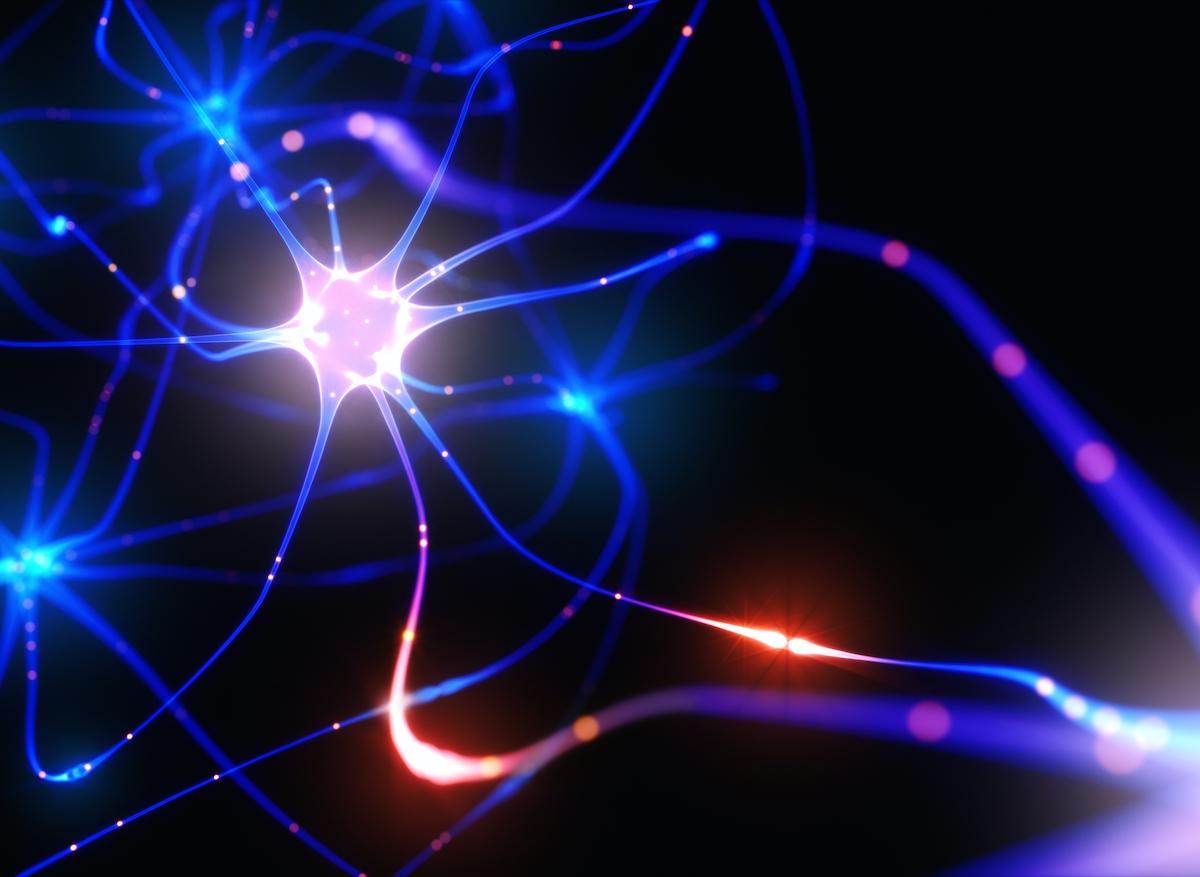 Mémoire et apprentissage reposent sur des connexions neuronales différentes