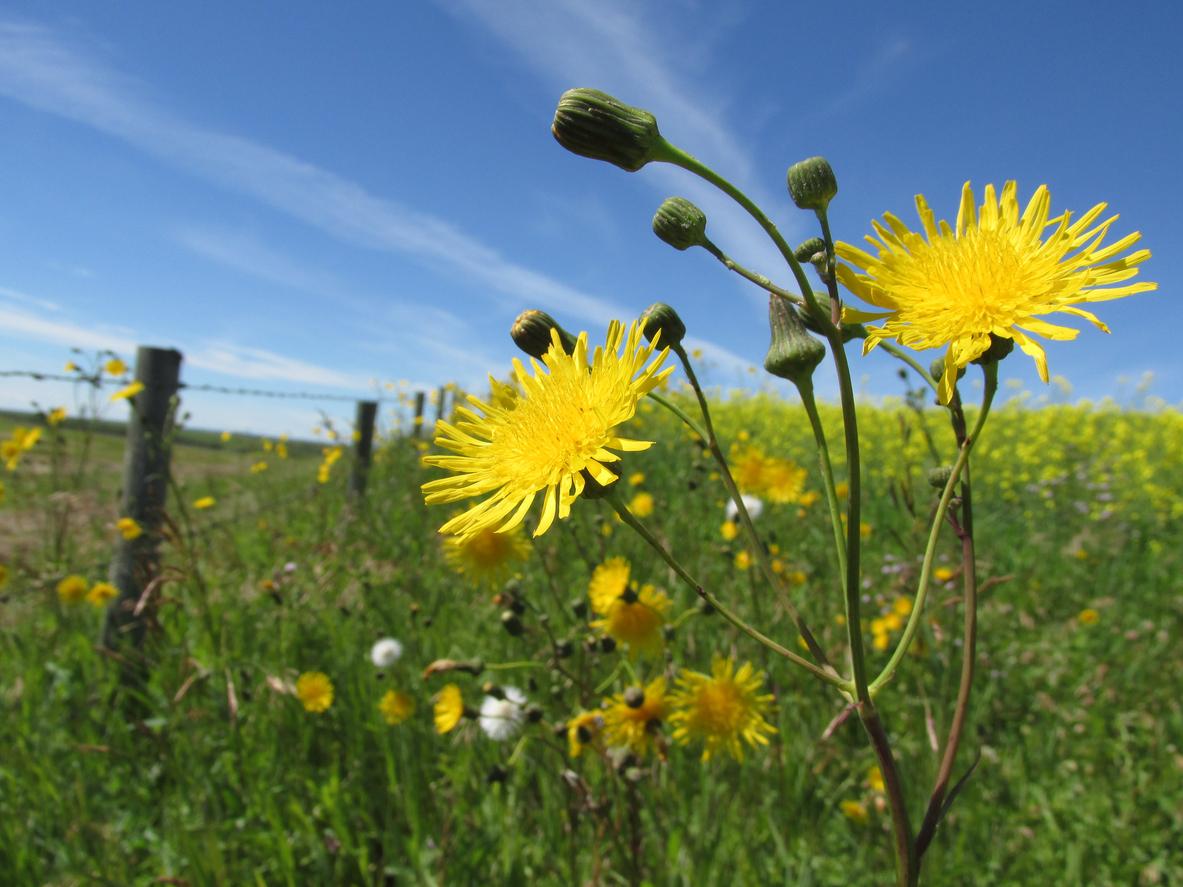 La médecine amérindienne pourrait aider à lutter contre les superbactéries