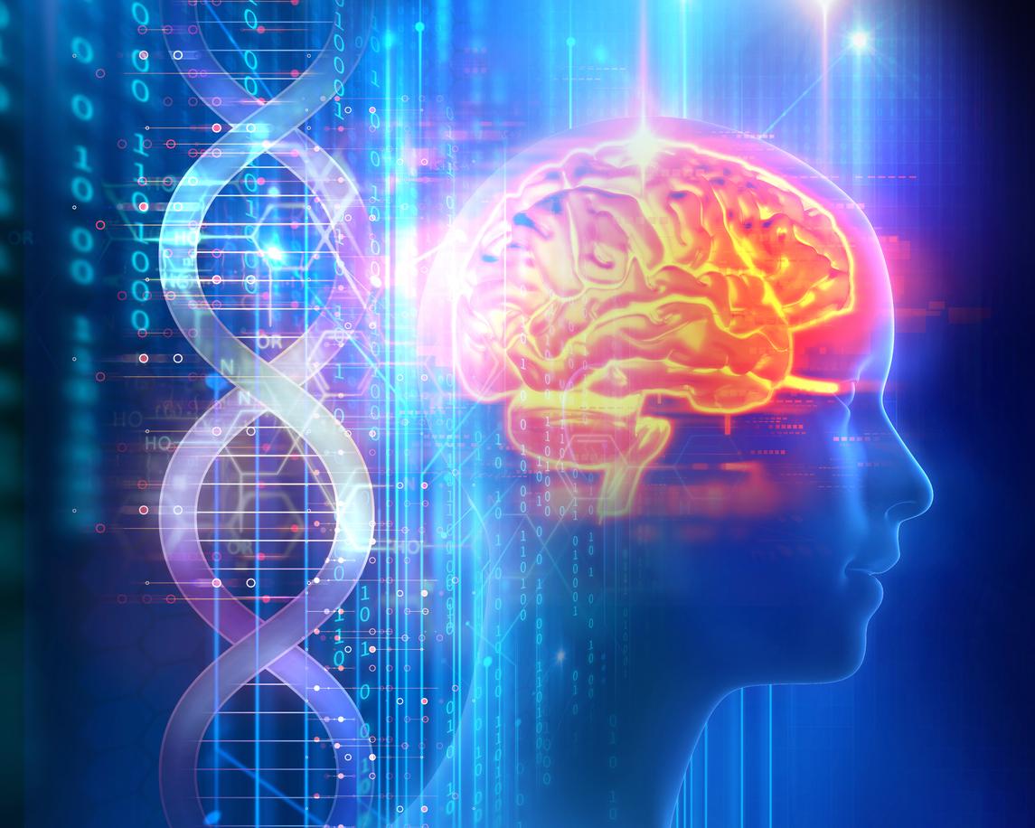 Une nouvelle maladie génétique perturbant le développement du cerveau