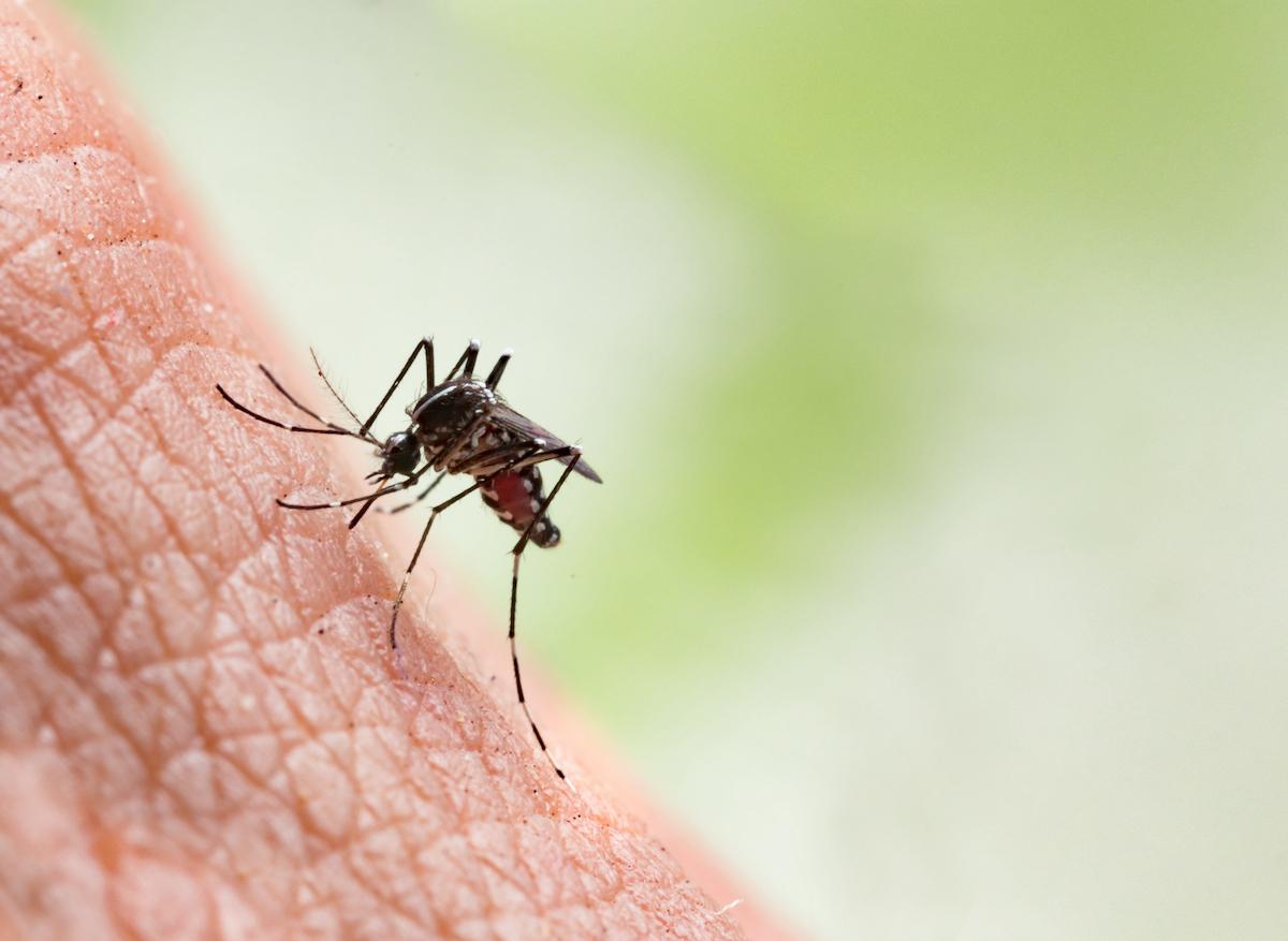 Chikungunya : un vaccin français vers la commercialisation