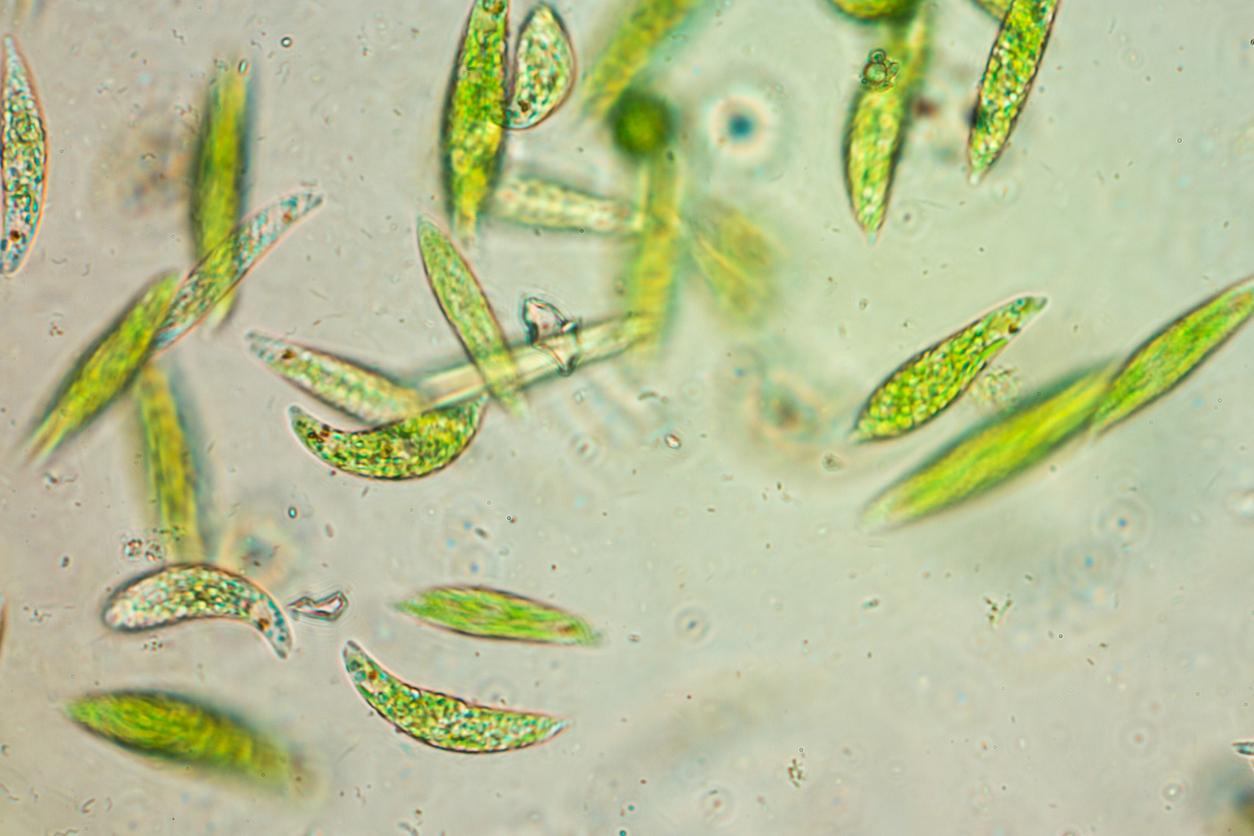 Blessure : cette algue peut aider la chair à cicatriser plus vite 