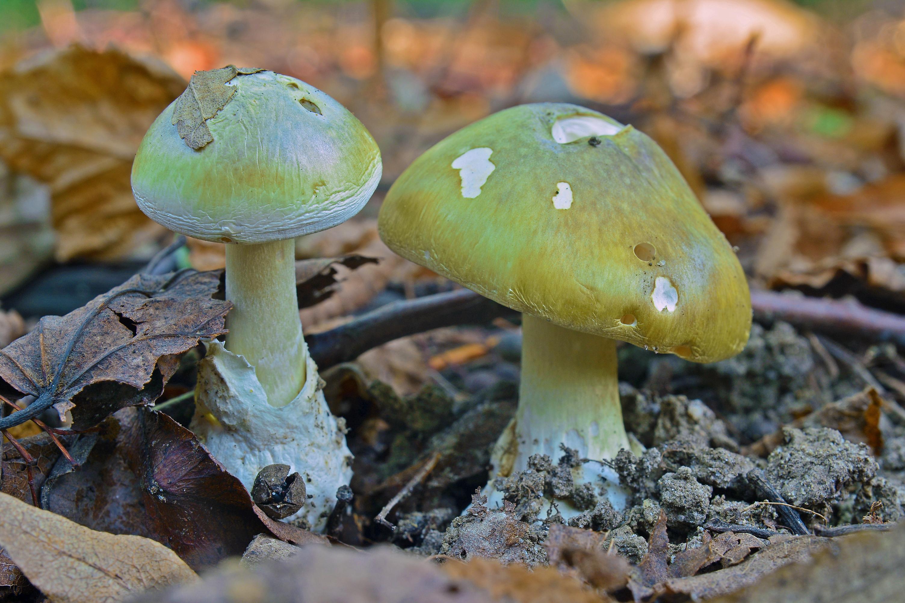 Bientôt un antidote contre le champignon le plus dangereux du monde ? 