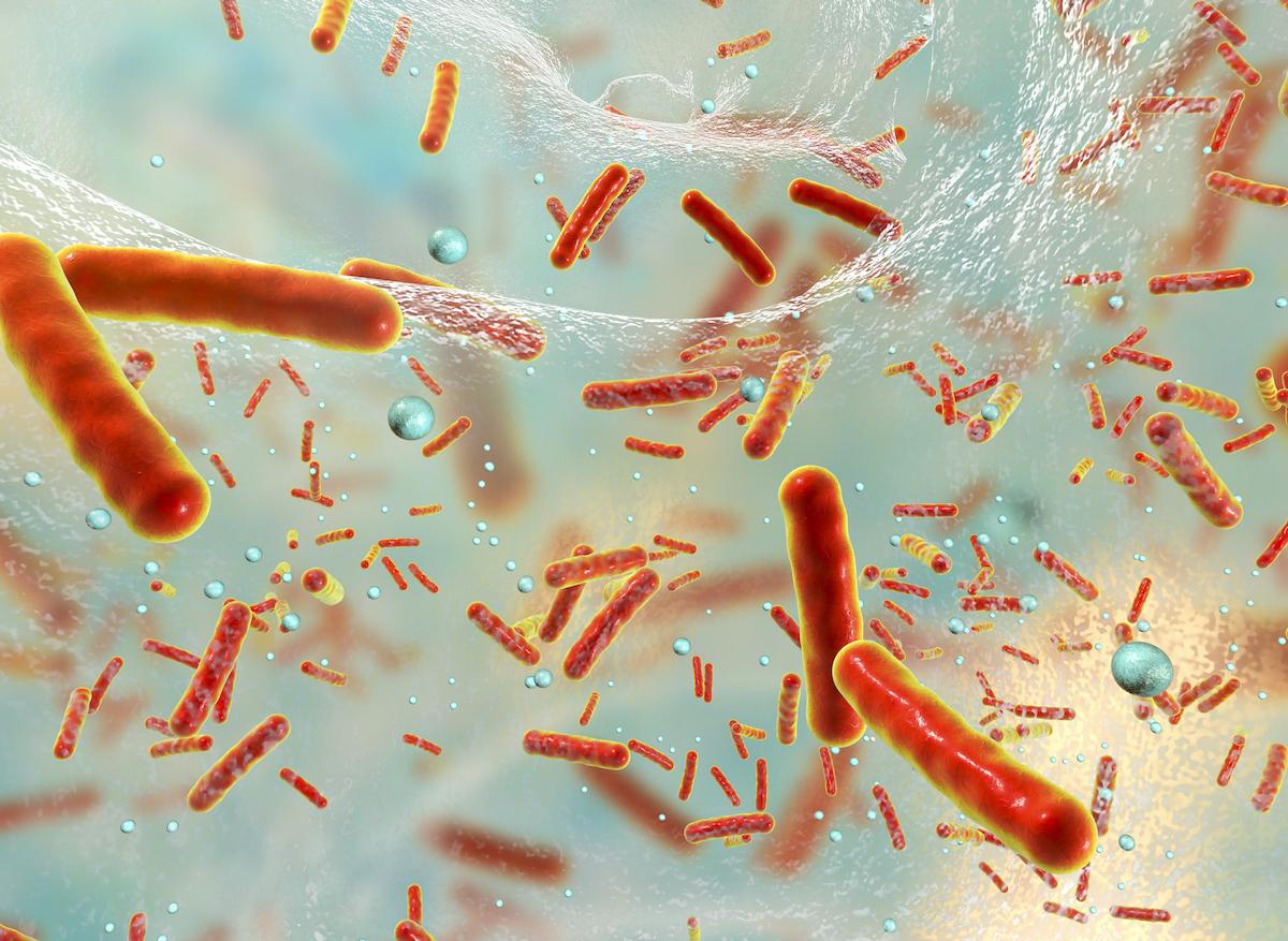 Staphylocoque doré : le mécanisme de persistance de la bactérie aux antibiotiques découvert