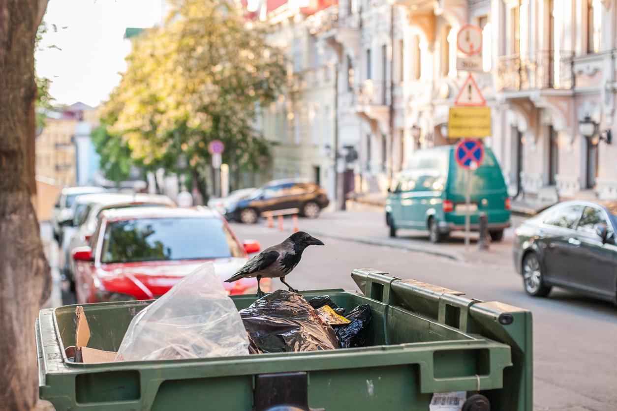 Nos déchets donnent du cholestérol aux corbeaux des villes