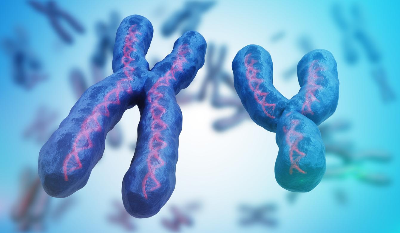Fertilité : et si un chromosome disparu réduisait les chances de grossesse ? 