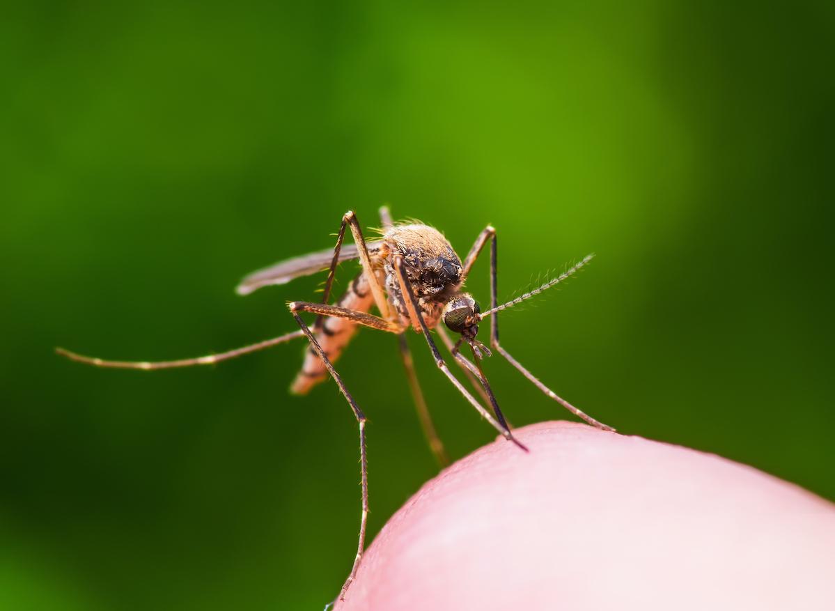 L’appétence des moustiques pour les humains est inscrit dans leur gène