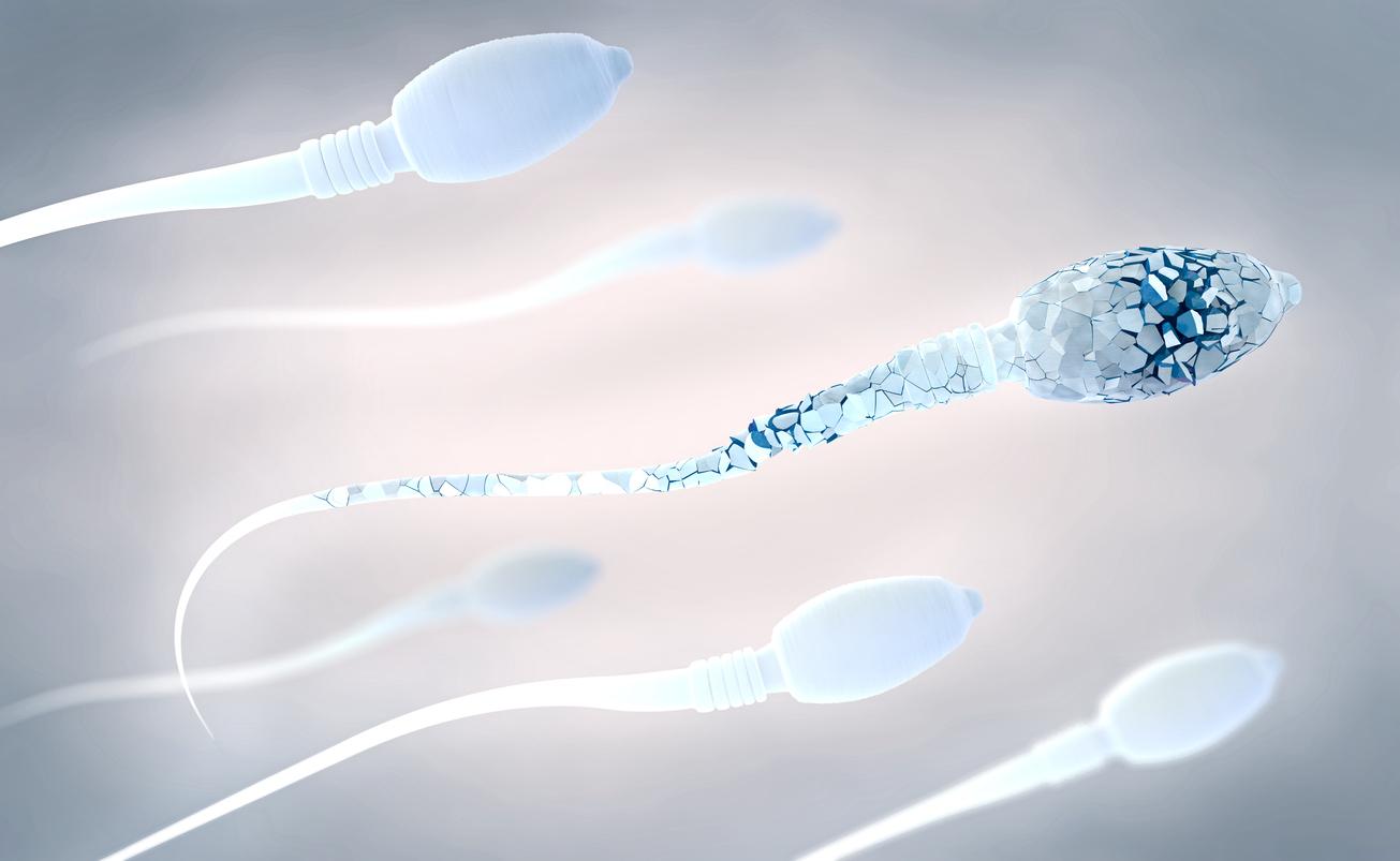 Contraception : la piste d’un anticorps monoclonal contre les spermatozoïdes