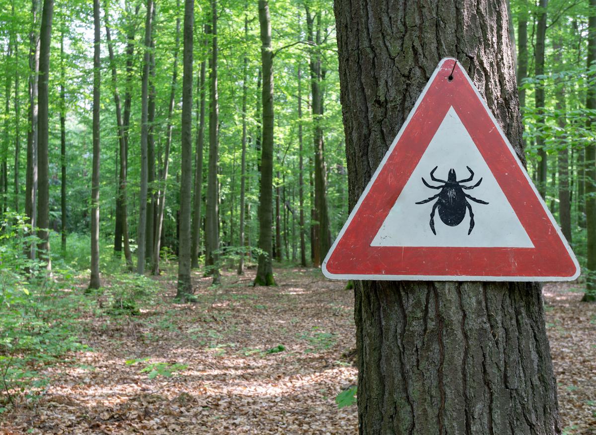 Maladie de Lyme : les régions où il faudra particulièrement être vigilants cet été