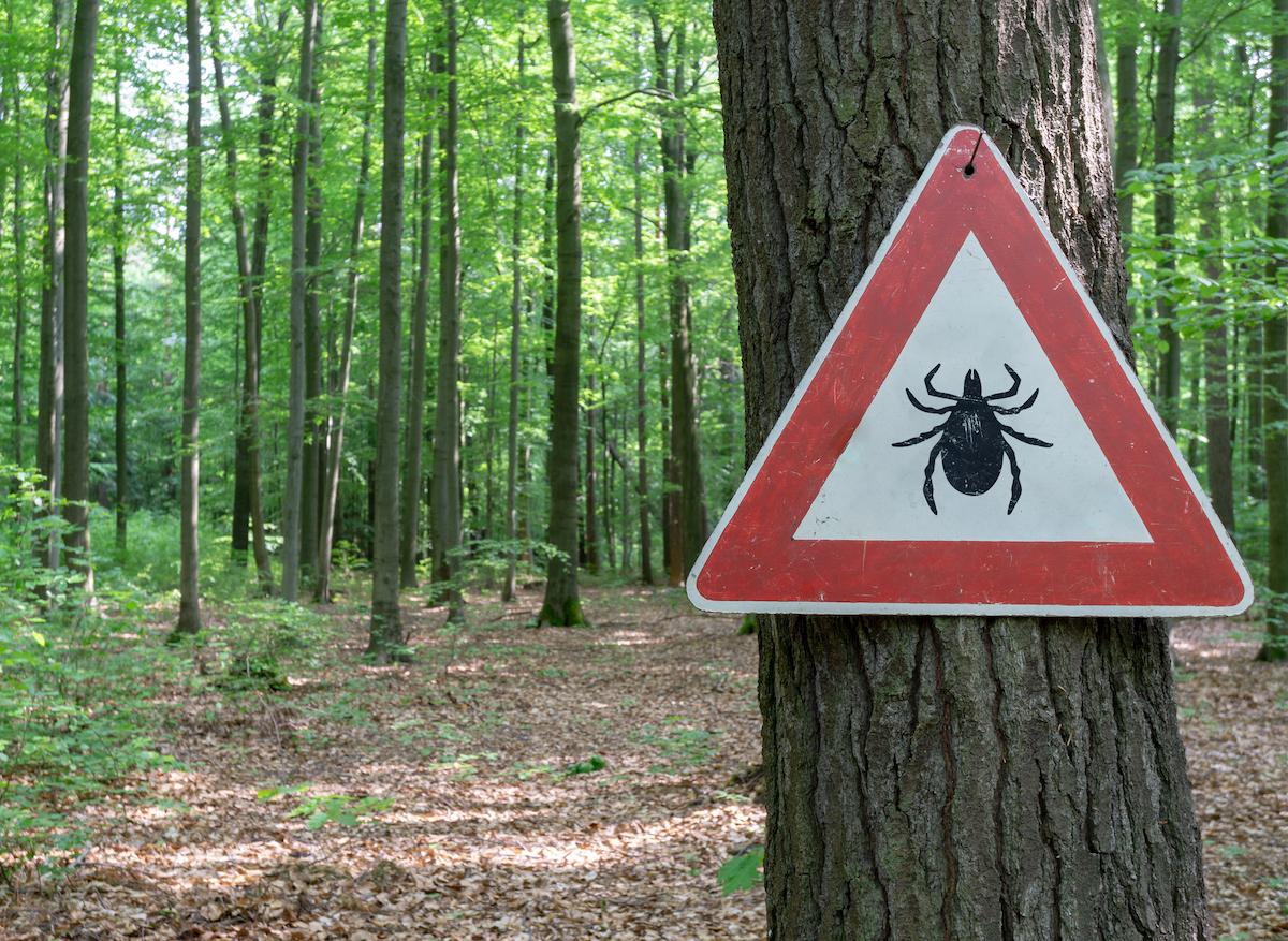 Il faut prendre des précautions contre la maladie de Lyme
