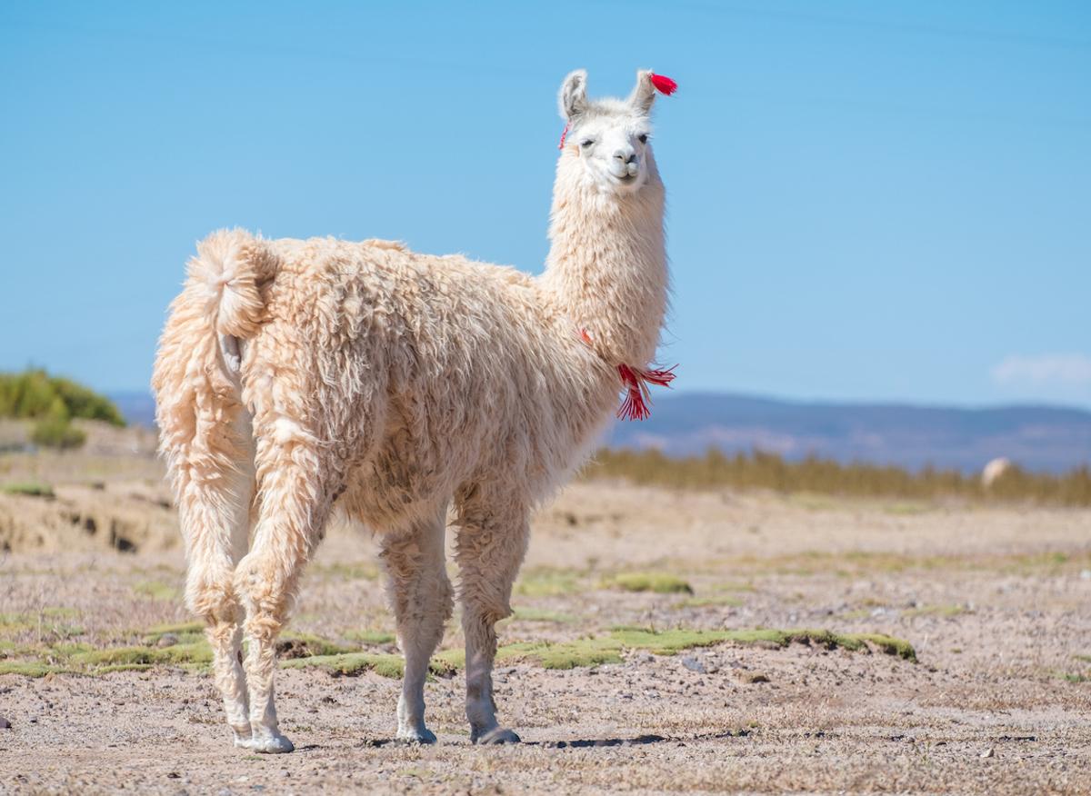 Coronavirus : les anticorps des lamas pourraient nous sauver