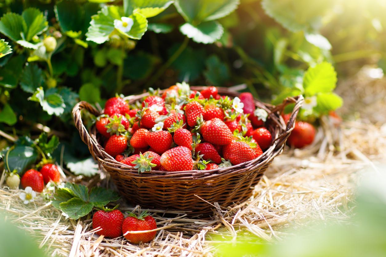 Maladies cardiovasculaires : manger des fraises diminue le risque 