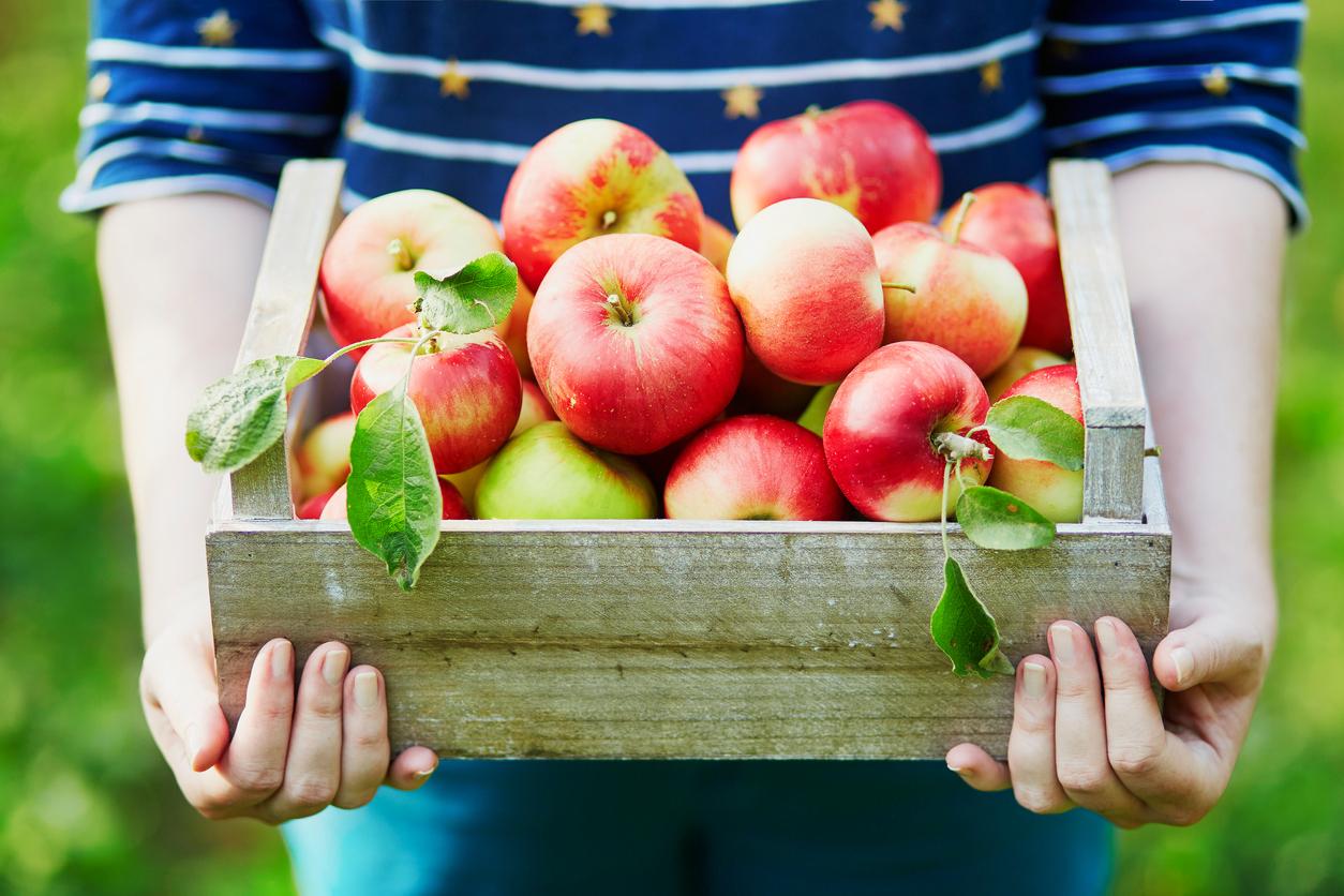 Les pommes bio sont excellentes pour notre microbiote