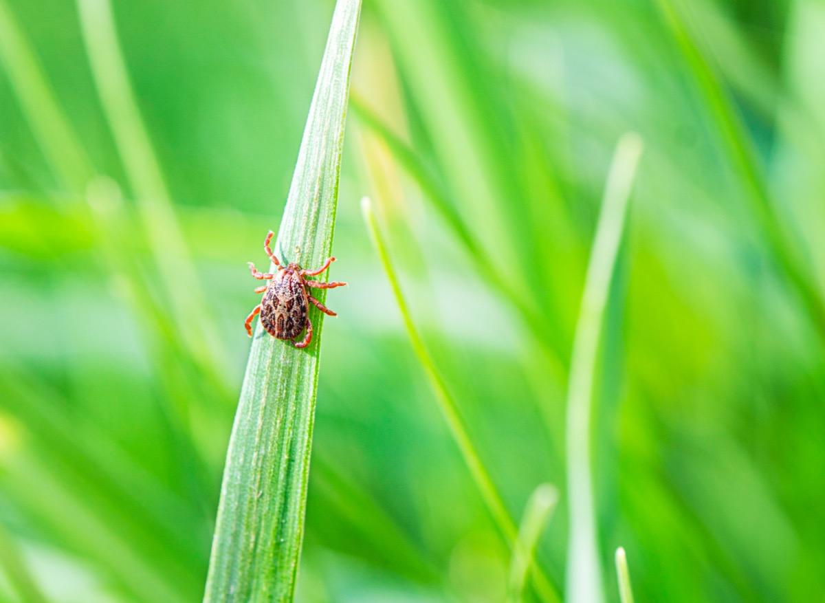 Maladie de Lyme : pourquoi les symptômes sont durables ?