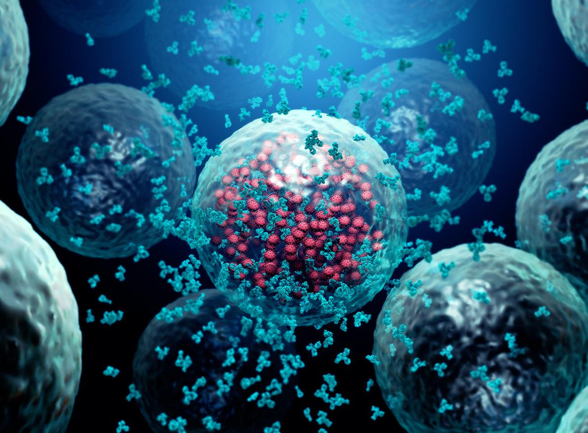 Comment notre système immunitaire mémorise les virus déjà rencontrés
