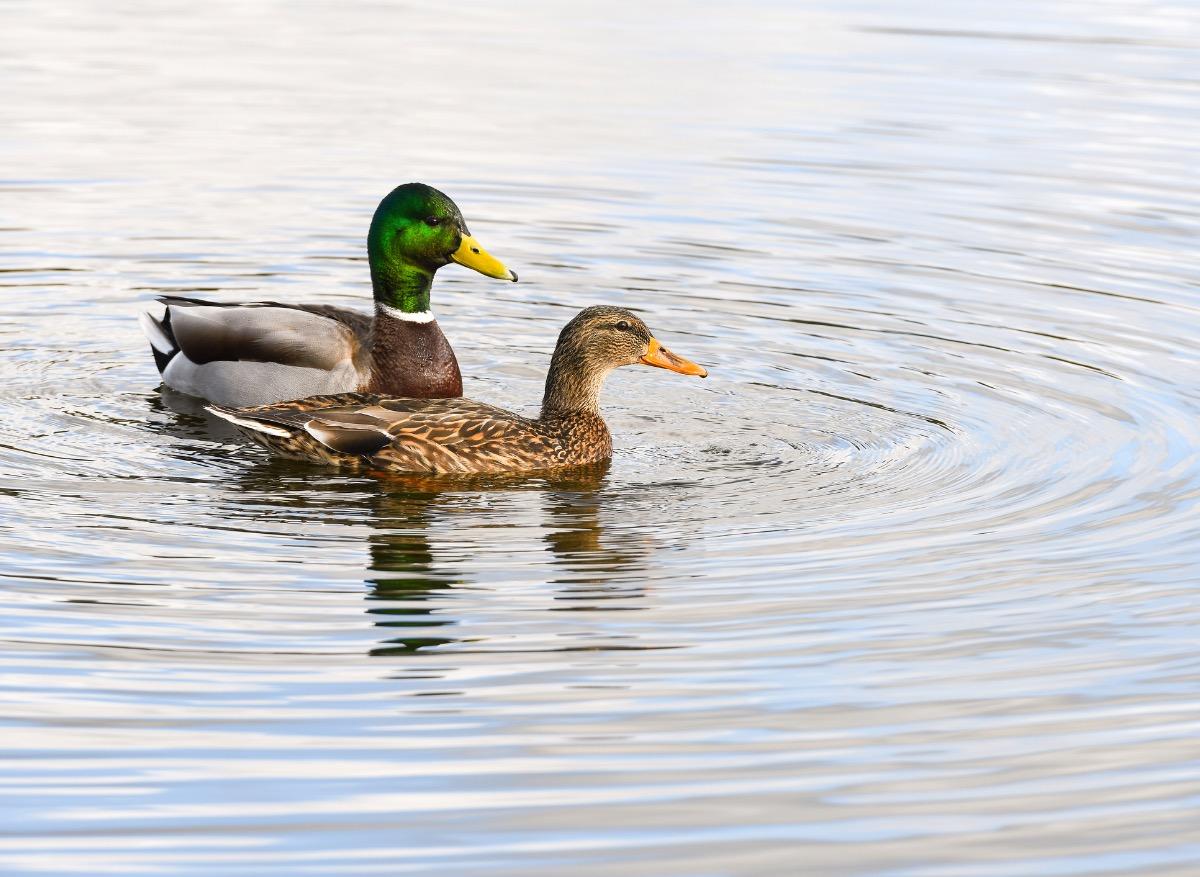 Baignade : attention aux puces de canard dans les lacs  !