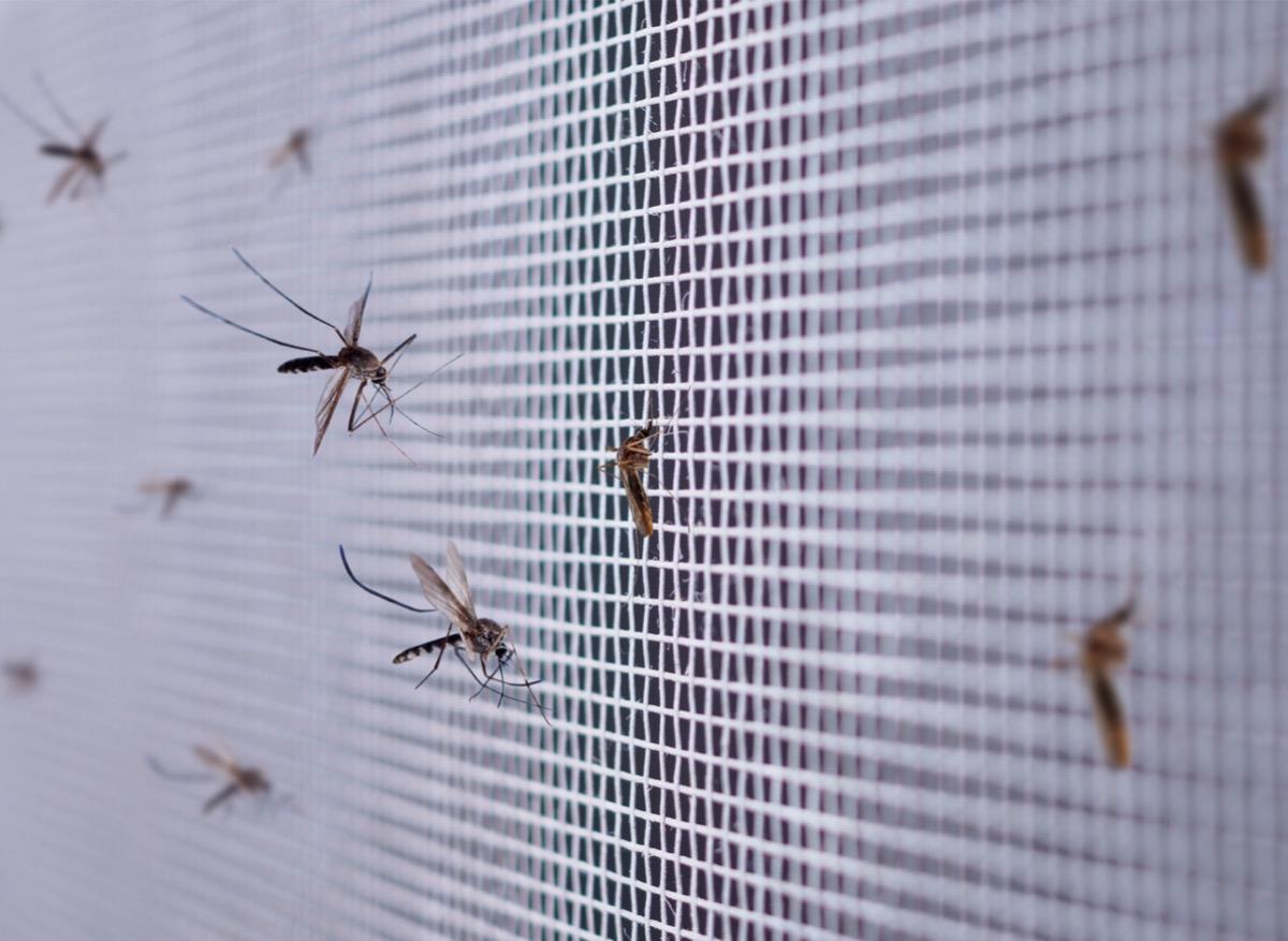 La Floride relâche 750 millions de moustiques génétiquement modifiés 