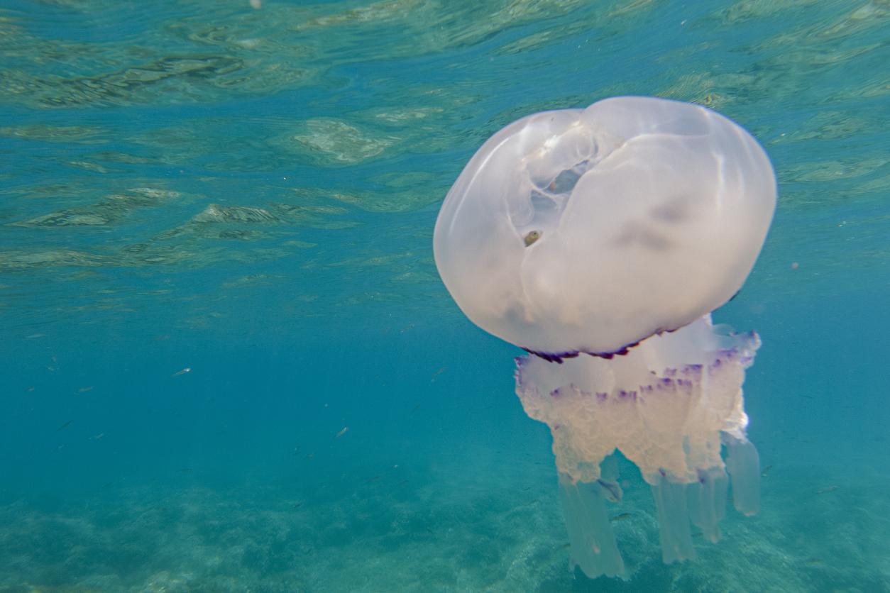 Démangeaisons : la famille de Martine à la recherche de la méduse mystérieuse