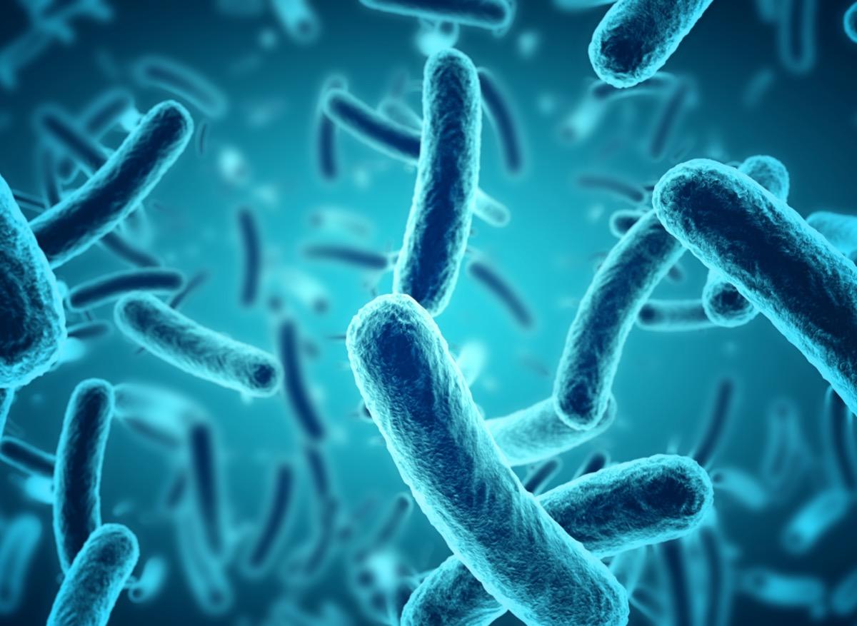 Quel est le rôle des bactéries dans le vieillissement ? 