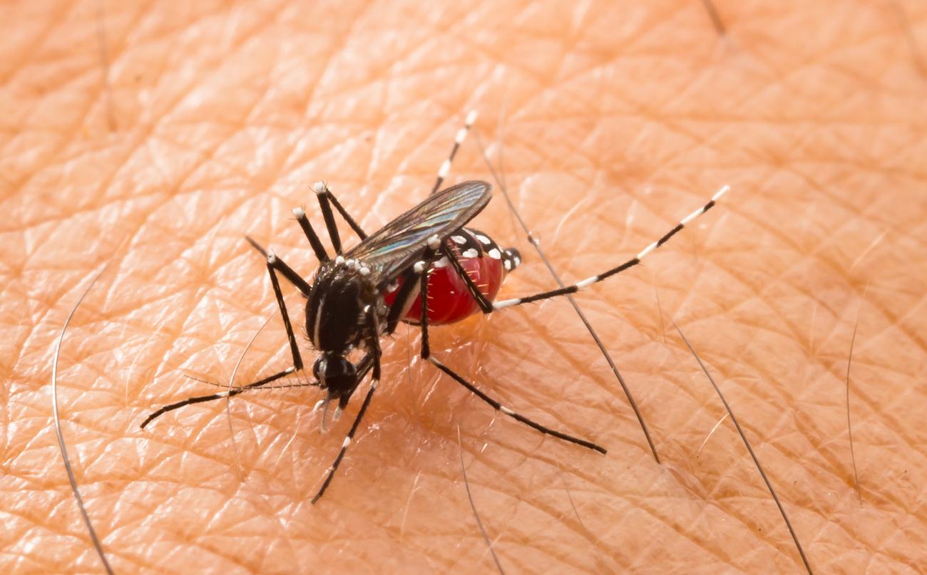 Chikungunya, zika, dengue : le moustique tigre progresse en France