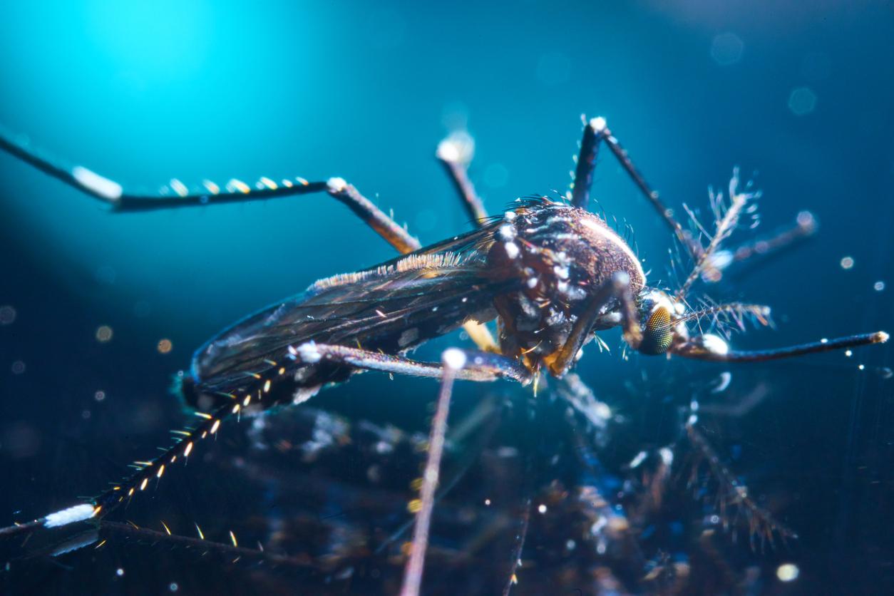 Comment le parasite responsable du paludisme résiste à la chaleur de la fièvre