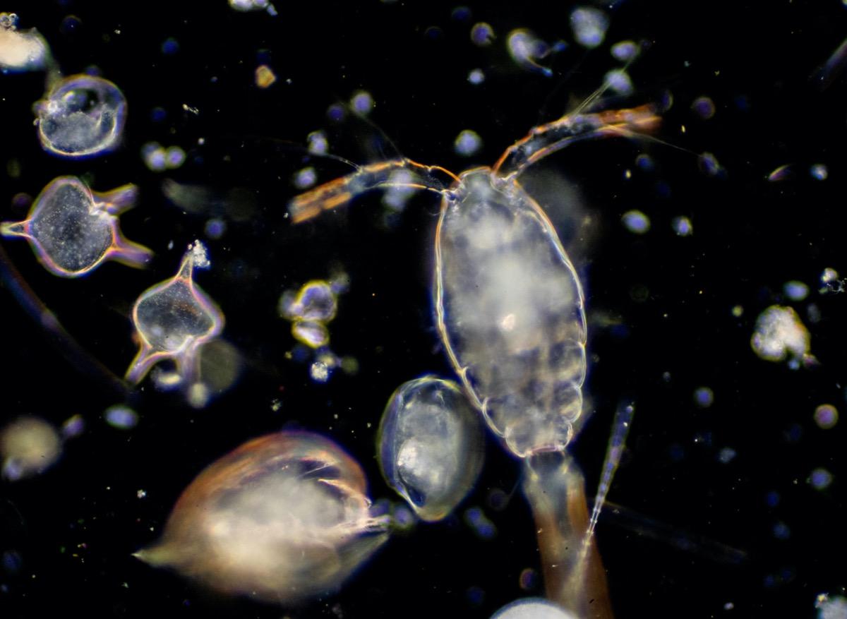 Qu’est-ce que le plancton nous apprend sur les pandémies ? 
