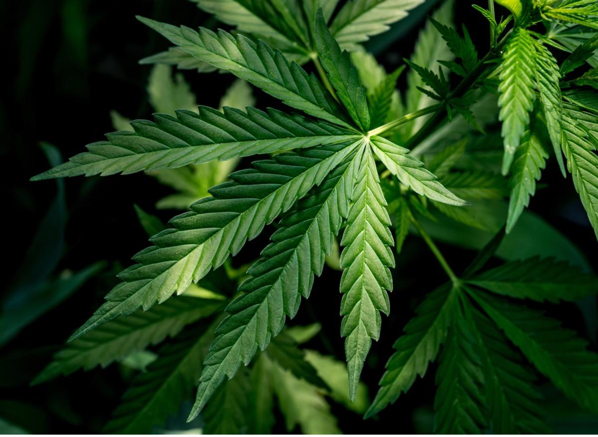 Cannabis thérapeutique : les députés autorisent une expérimentation pour deux ans