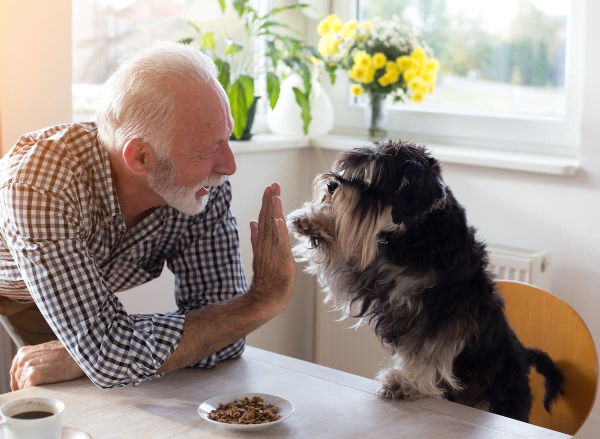 Le chien aiderait les survivants d'une crise cardiaque ou d'un AVC à vivre plus longtemps  