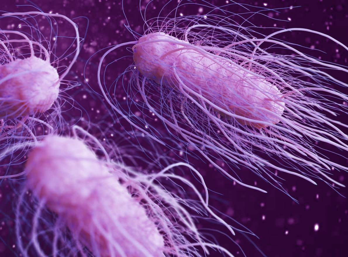 Un test ADN permet de retracer l'origine des intoxications alimentaires à la salmonelle