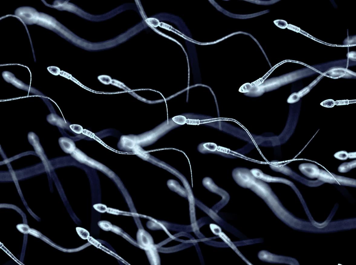 Covid-19 : peut-elle affecter le sperme des hommes et avoir des effets sur le système immunitaire de futurs enfants?