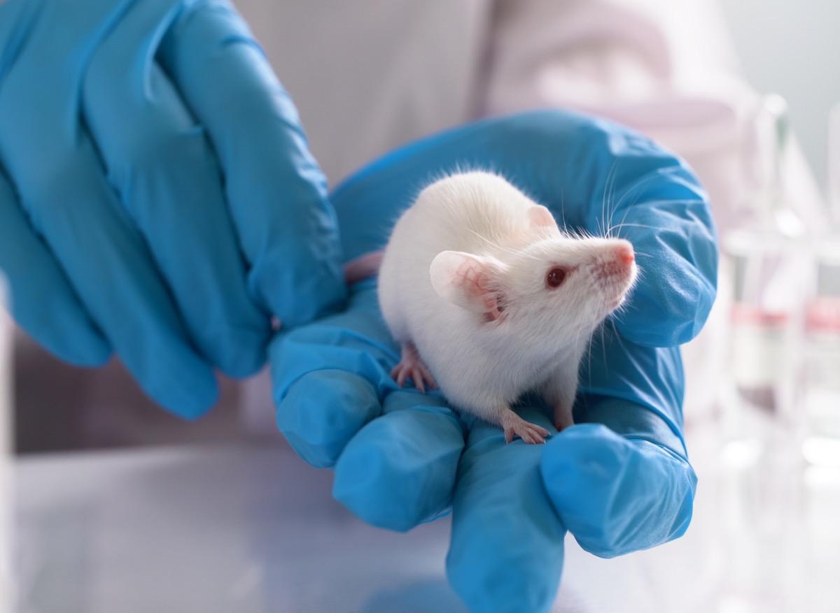 Des souris paralysées remarchent en 4 semaines grâce à ce médicament
