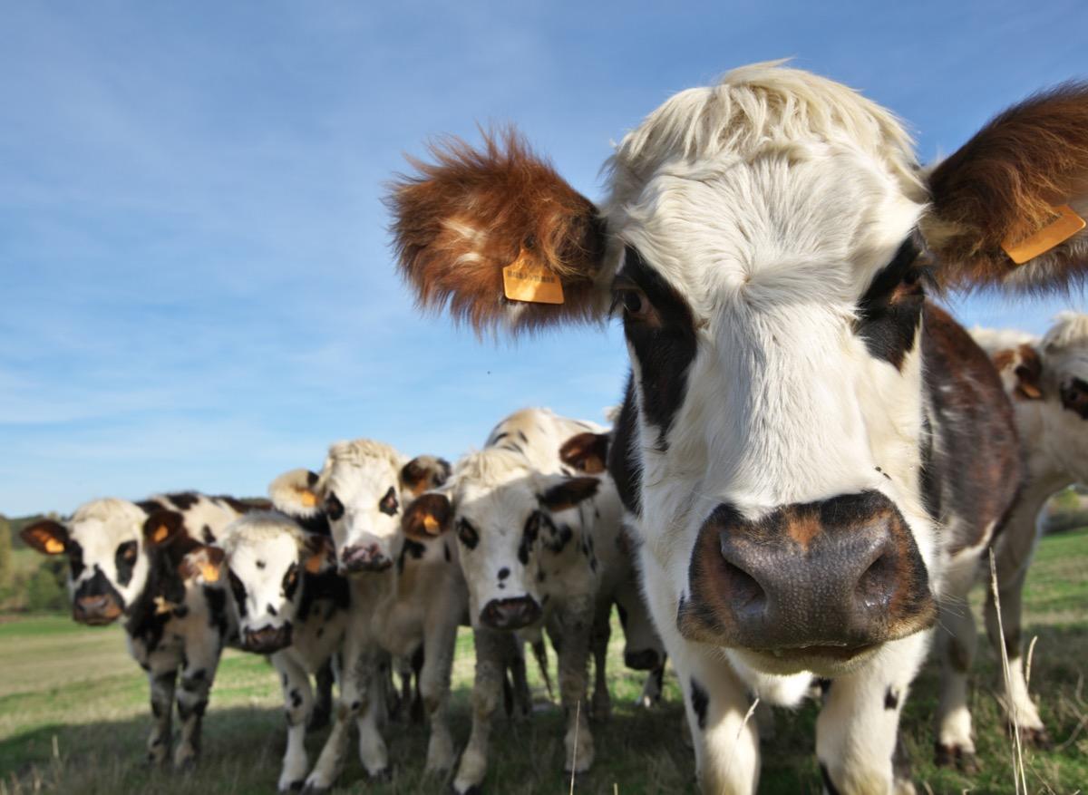 VIH, herpès : un lubrifiant à base de mucus de vache pourrait protéger contre ces IST