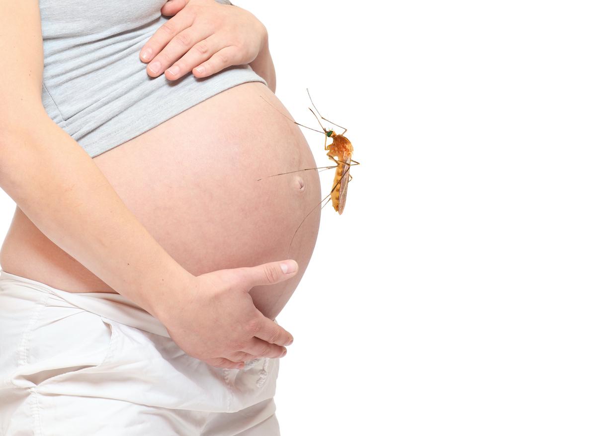 A haute dose, le vaccin Zika peut protéger les femmes enceintes et les fœtus
