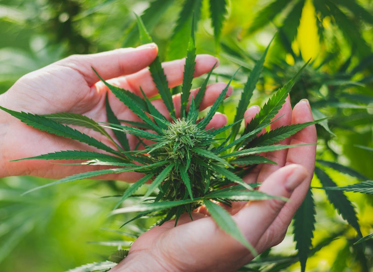 Cannabis thérapeutique : dans l'attente de son autorisation, les petites recettes des malades  