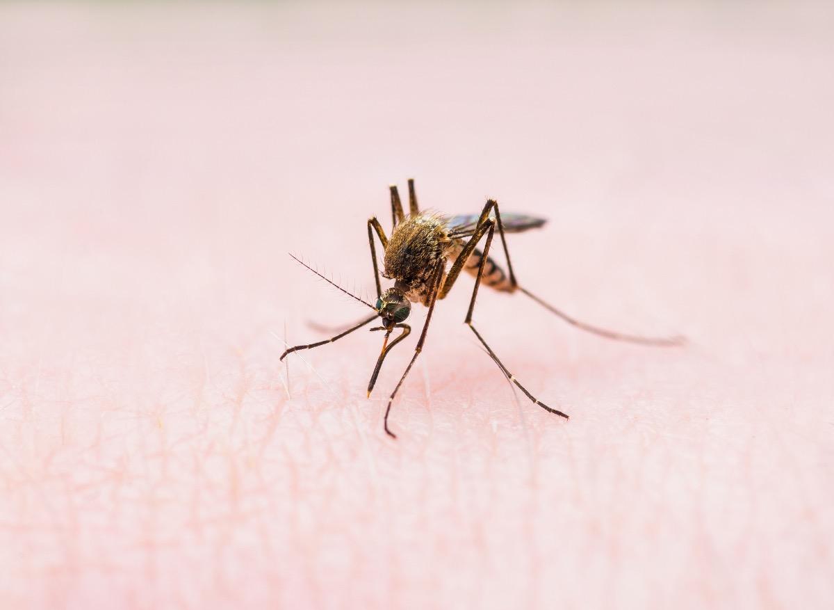 Paludisme : un champignon génétiquement modifié capable de tuer les moustiques 