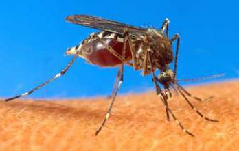  Chikungunya : un premier cas recensé en Aveyron