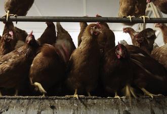 Grippe aviaire : les mesures de précaution s'intensifient en Europe