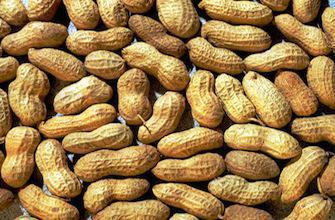 Désensibilisation réussie contre l'allergie à la cacahuète 