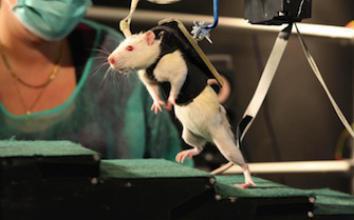Des chercheurs ont réussi à faire marcher des rats paralysés 