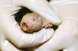Cancer : le rat taupe nu fait renaître l\'espoir