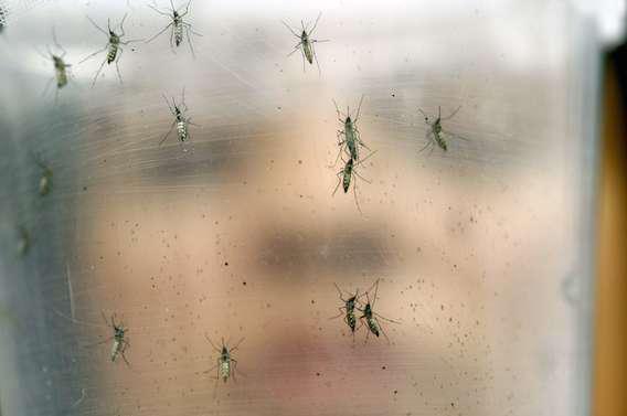 Virus Zika : menace sur tout le continent américain 