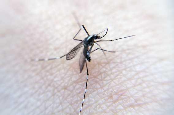Le vaccin contre la dengue est autorisé au Brésil