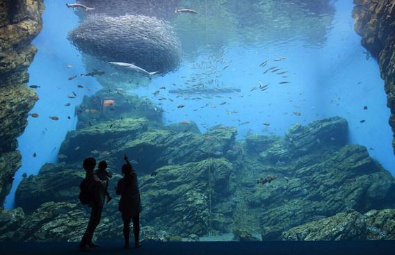 Stress : 10 minutes devant un aquarium pour retrouver sa sérénité