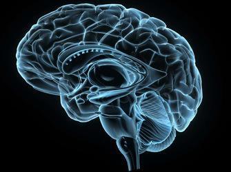 Alzheimer : vers un médicament pour éviter les caillots dans le cerveau