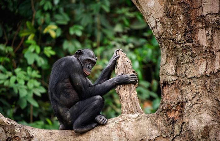Bonobos : les singes plus proches de l'homme