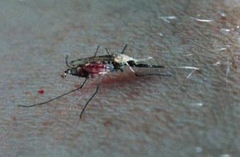 Chikungunya  : l'épidémie s'intensifie aux Antilles