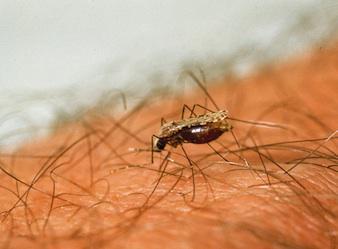 Paludisme : le groupe sanguin O protecteur